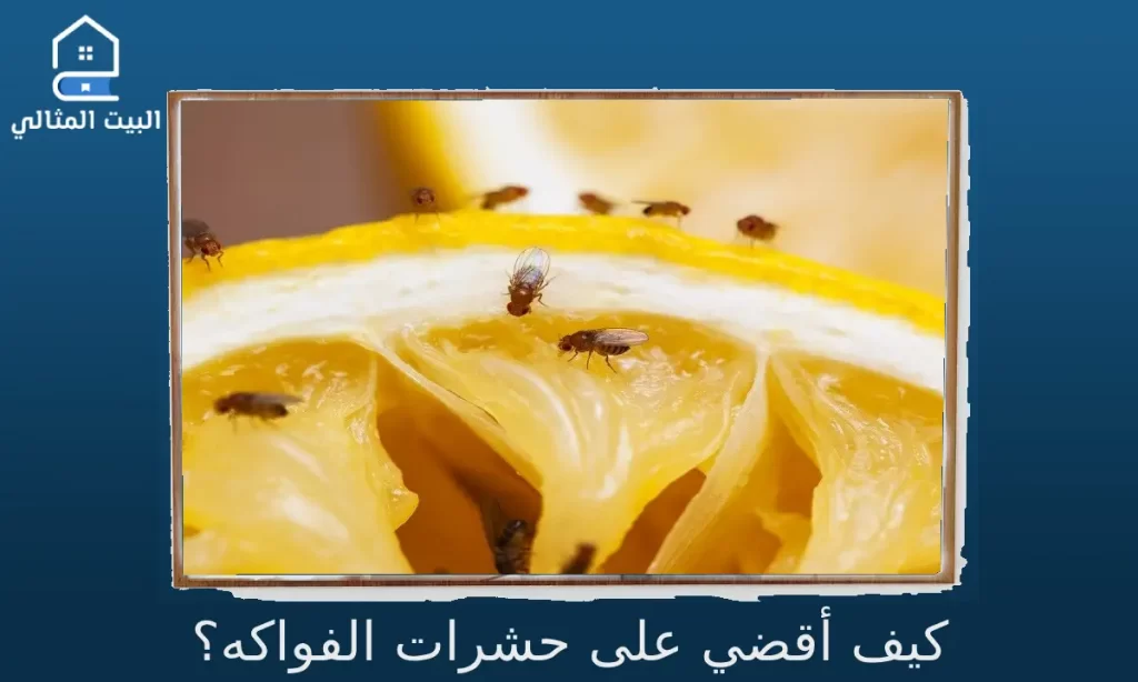 كيف أقضي على حشرات الفواكه؟