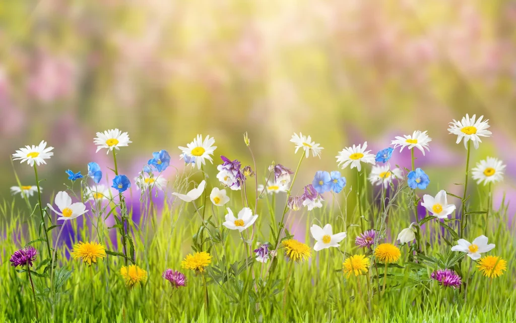 طريقة شحن بطاقة 800 Flower
