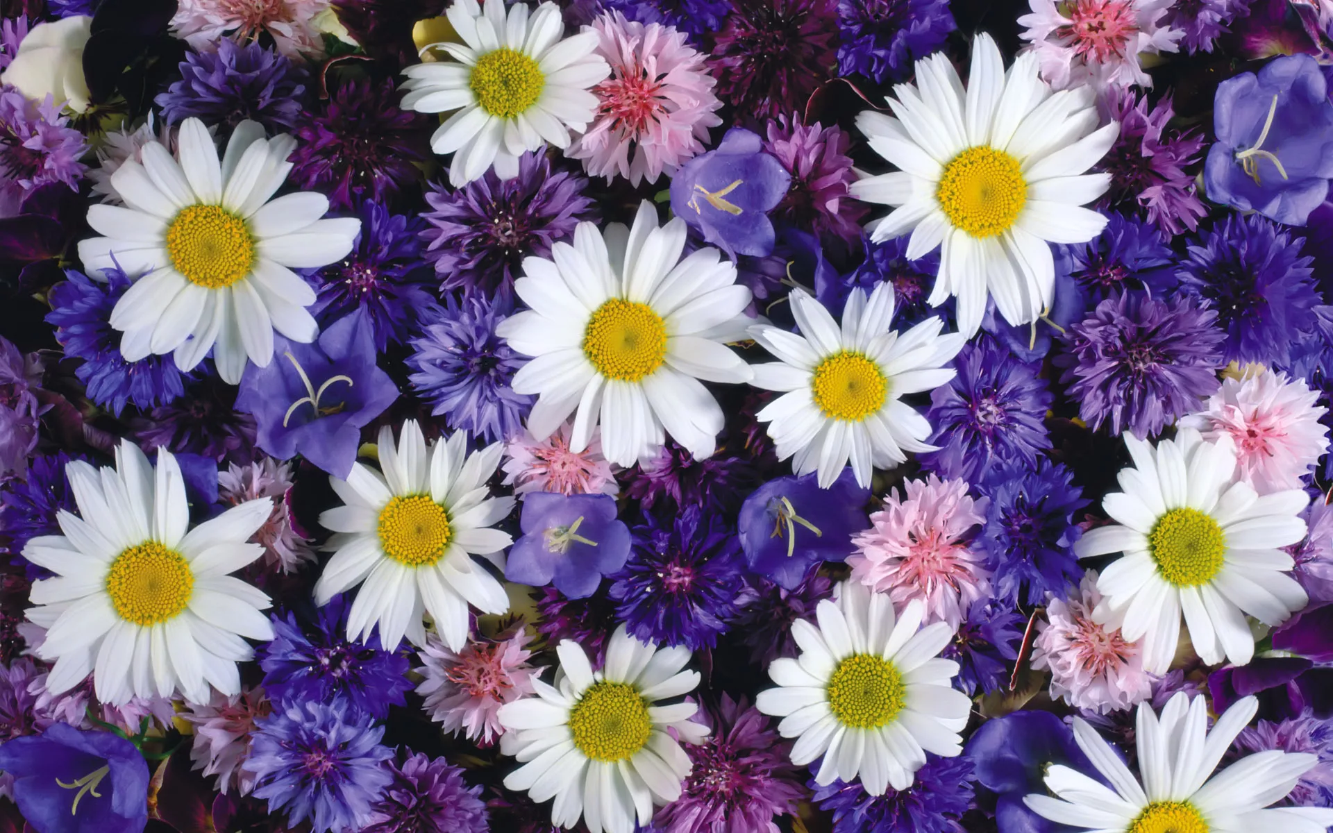 طريقة شحن بطاقة 800 Flower