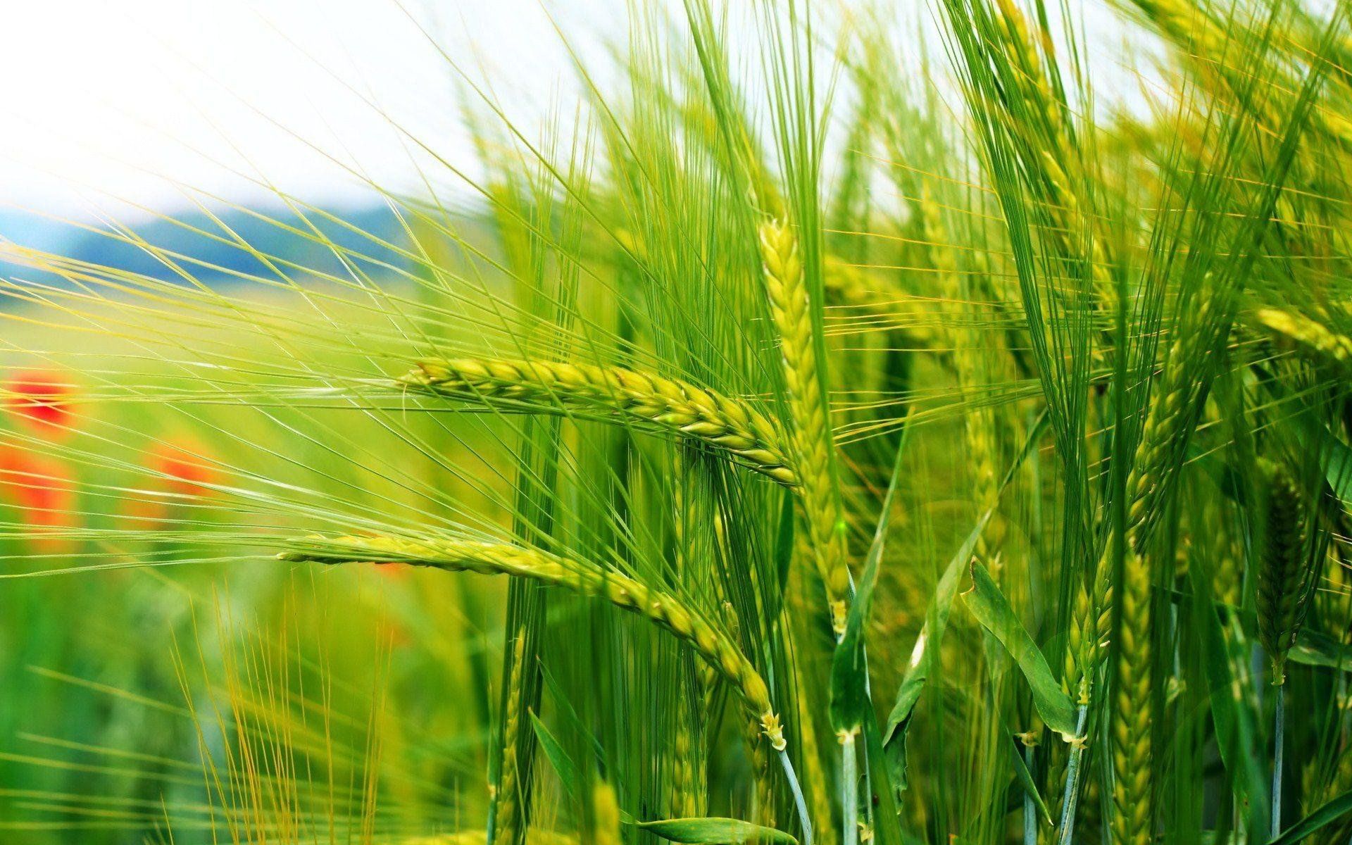 شعر عن حب الوطن