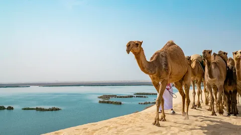 بماذا تشتهر الأحساء