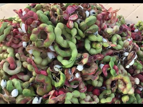فوائد اللوز الهندي