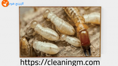 شركة مكافحة النمل الابيض بالمدينة المنورة