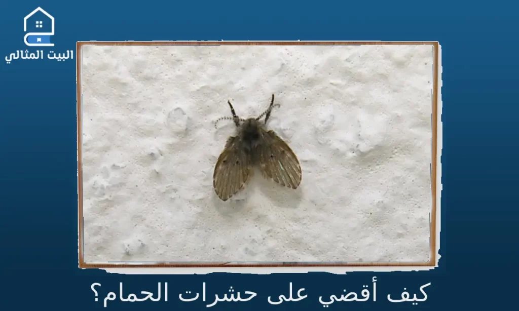 كيف أقضي على حشرات الحمام؟