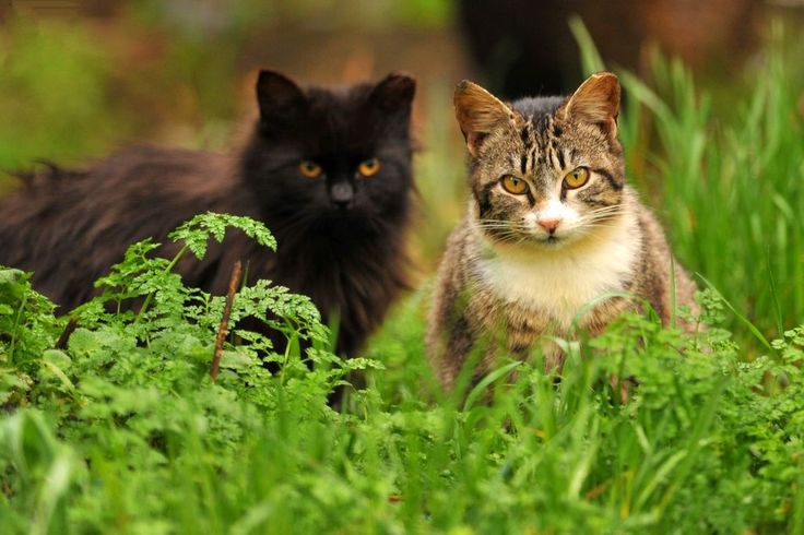 معلومات عن القطط