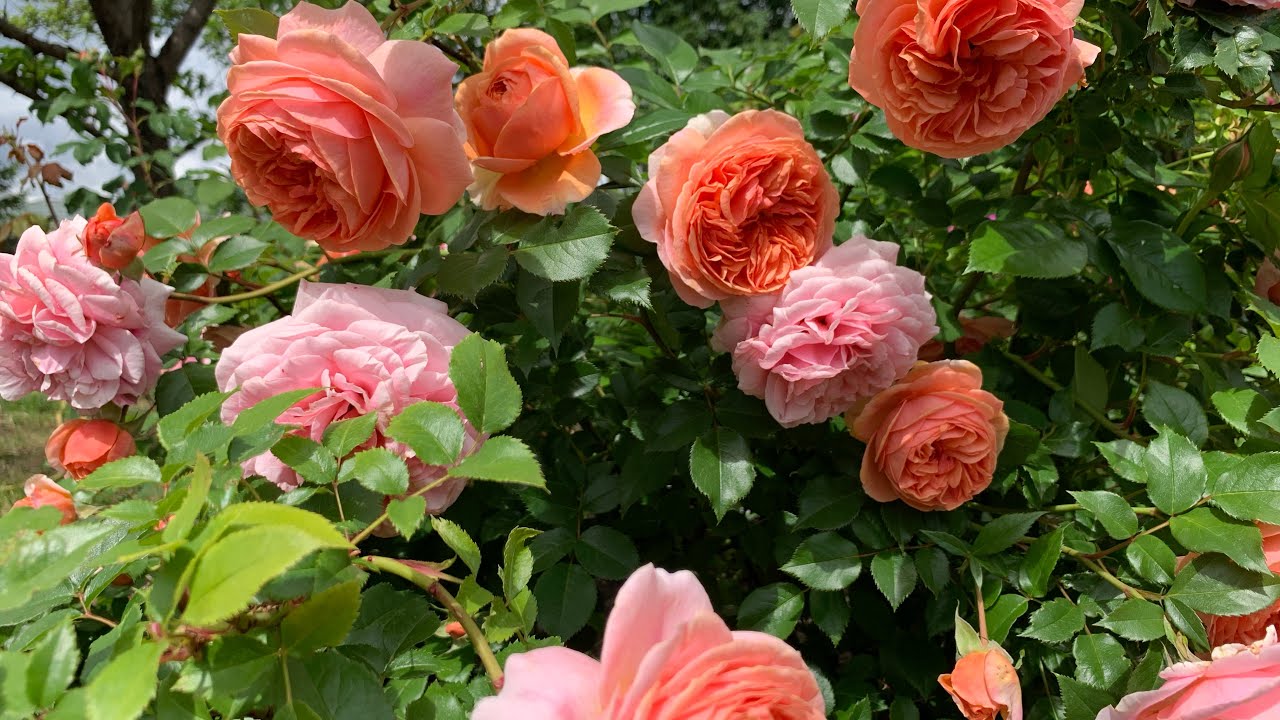 عبارات عن الورد 1 عبارات عن الورد