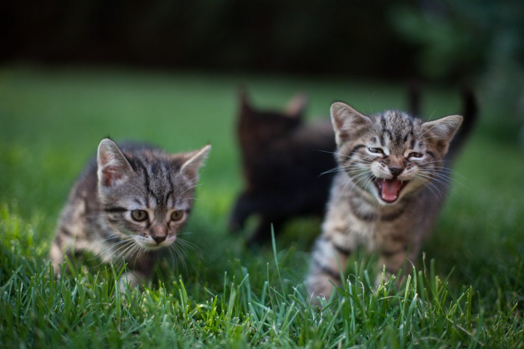 معلومات عن القطط