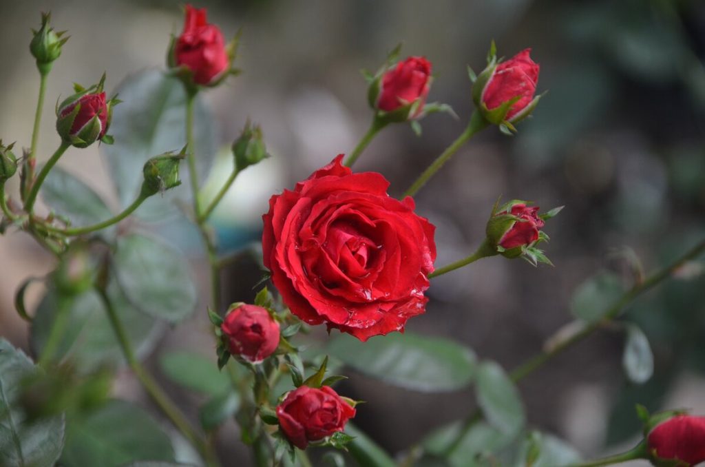 عبارات عن الورد