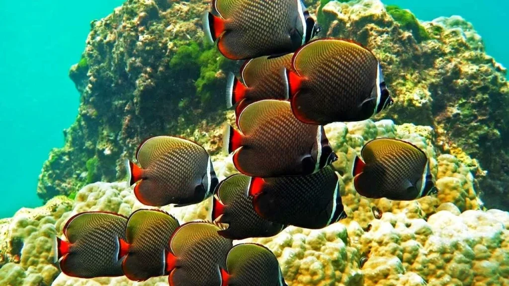 بحث عن الأسماك