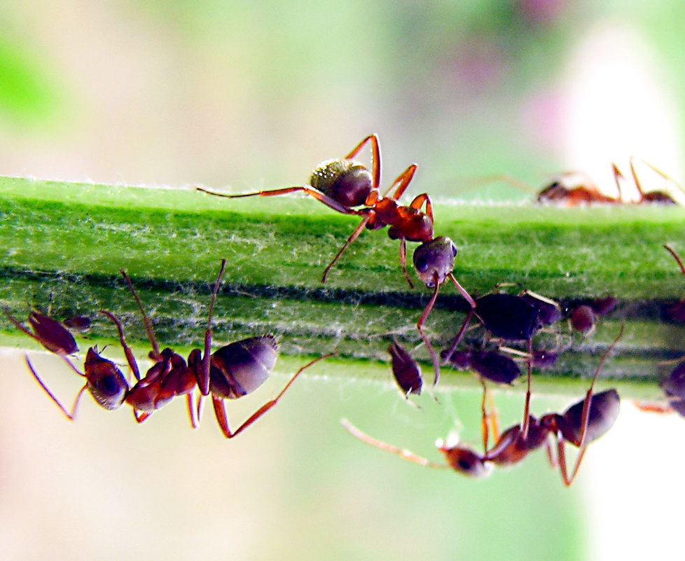 تفسير رؤية النمل في المنام