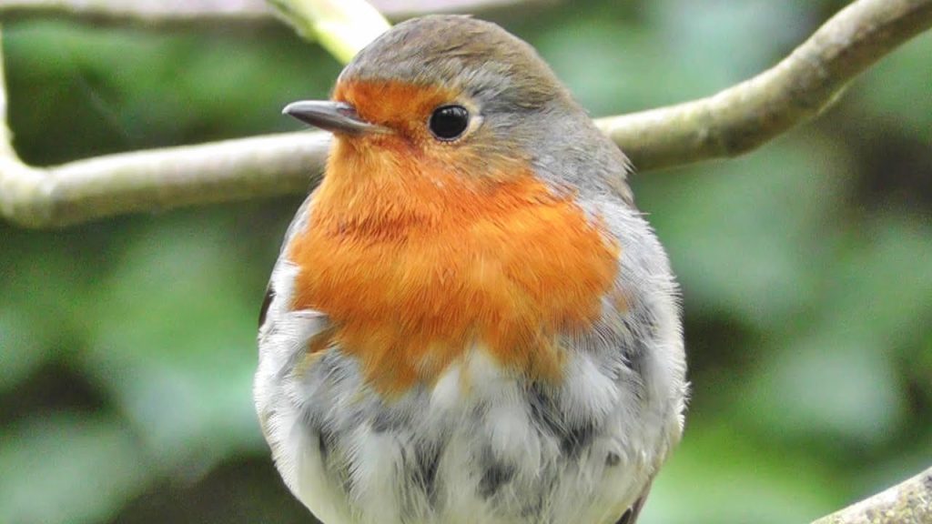 ما هي الطيور