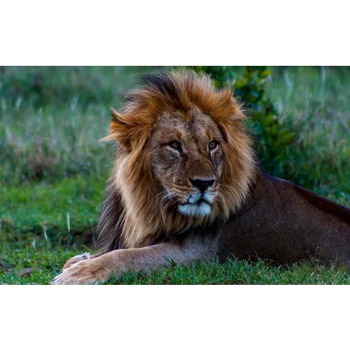 معلومات عن الأسد