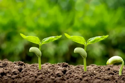 تعريف النباتات البذرية