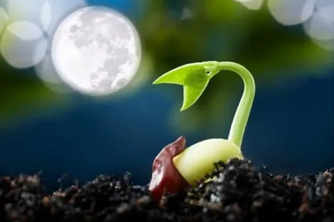 تعريف النباتات البذرية