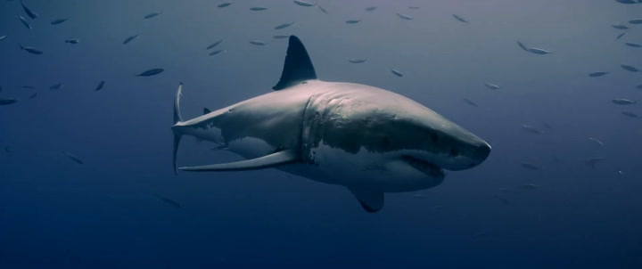 تعريف القرش