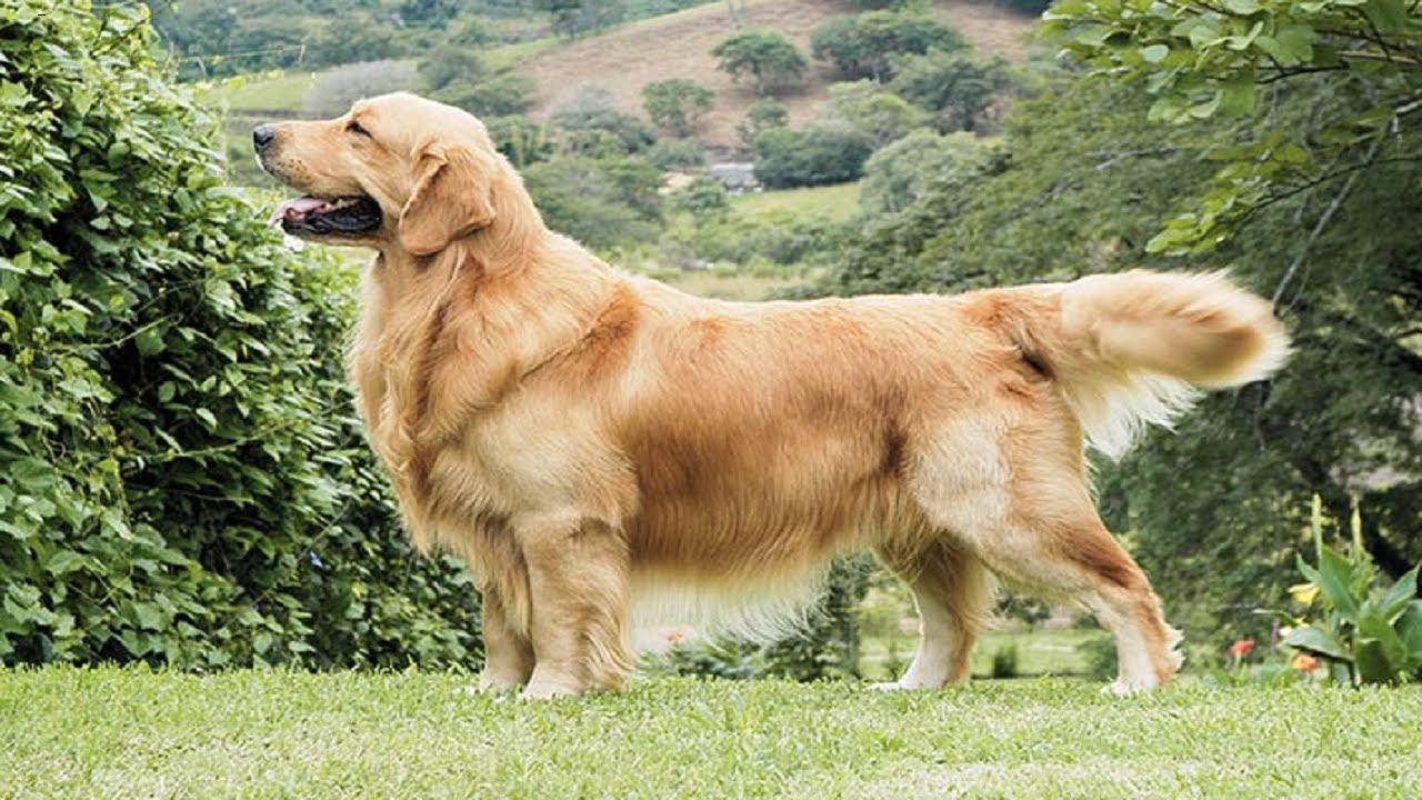 معلومات عن الكلاب 1 معلومات عن الكلاب