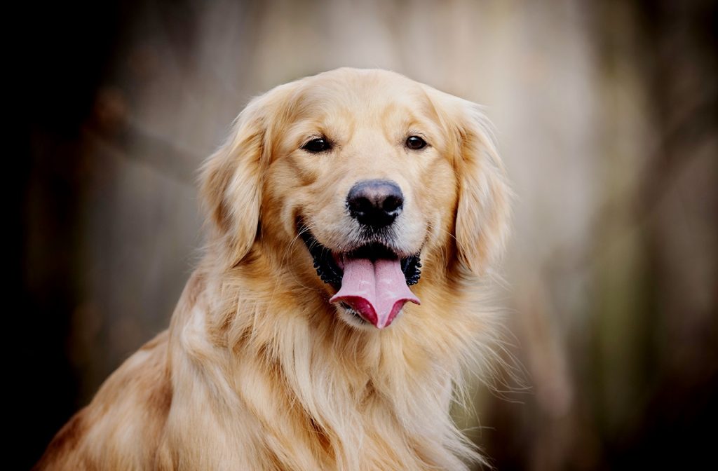 معلومات عن الكلاب